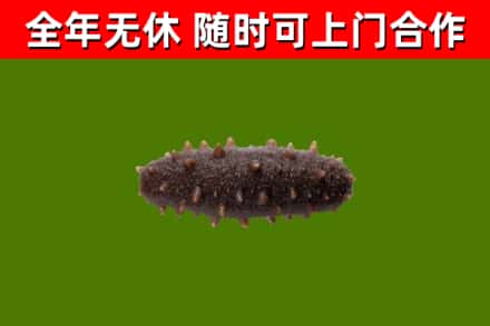 双河烟酒回收干海参.jpg